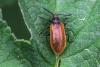 Lagria sp.